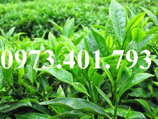 Cây giống trà xanh